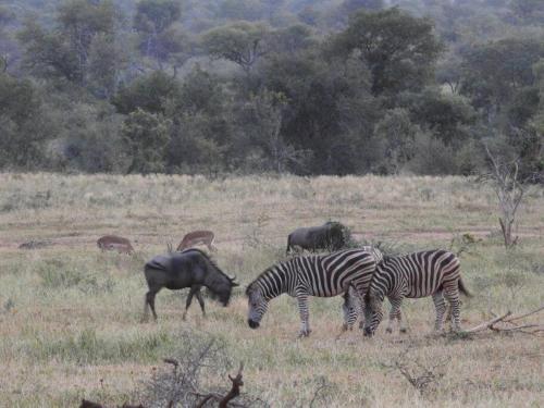 three zebras and other animals grazing in a field at Balule Bushveld Safari Lodge in Phalaborwa