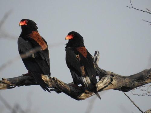two black birds sitting on a tree branch at Balule Bushveld Safari Lodge in Phalaborwa