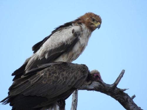 a bird perched on top of a tree branch at Balule Bushveld Safari Lodge in Phalaborwa