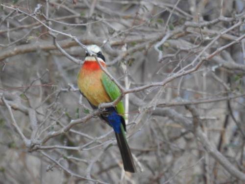 a colorful bird sitting on a tree branch at Balule Bushveld Safari Lodge in Phalaborwa