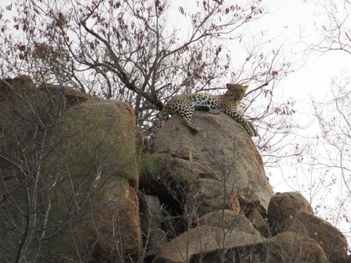 a cheetah laying on top of a rock at Balule Bushveld Safari Lodge in Phalaborwa