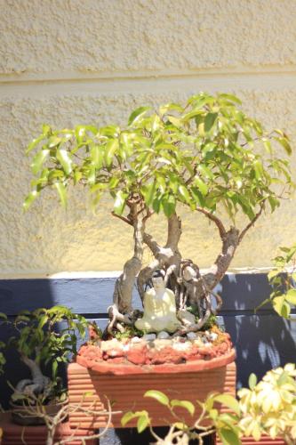 a small bonsai tree with a statue of a monk at Meeslu Mane, The Chic HomeStay in Hassan
