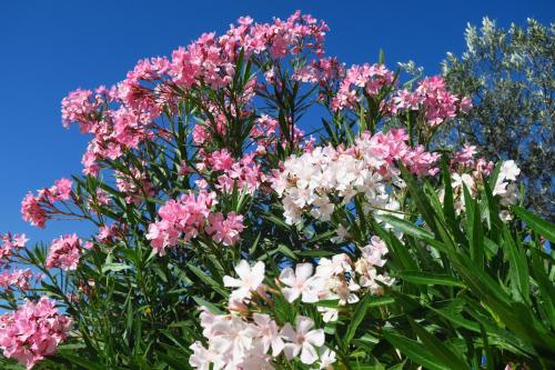 Une bande de fleurs roses et blanches contre un ciel bleu dans l'établissement Le bosquet fruité chambres d'hôtes en Provence Occitane, à Bagnols-sur-Cèze