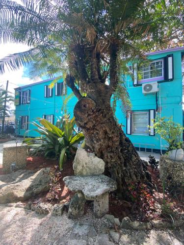 a large tree sitting on top of a palm tree at Hoosville Hostel (Formerly The Everglades Hostel) in Florida City