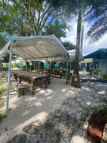 a tent is set up in the shade of a tree at Hoosville Hostel (Formerly The Everglades Hostel) in Florida City