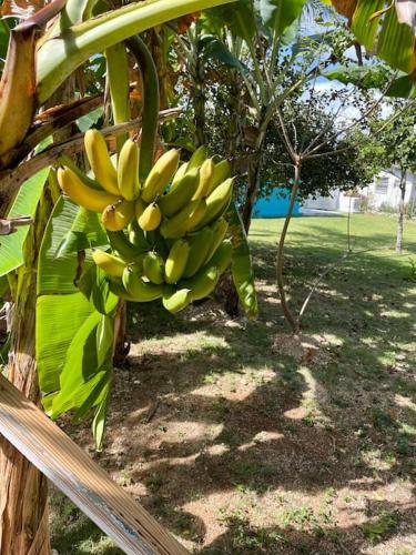 a bunch of bananas hanging from a banana tree at Dawson’s Hideaway in Nassau