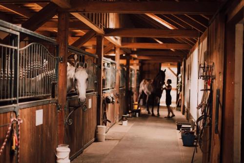 two horses are walking down a hallway in a barn at Pension Zwicker in Prešov