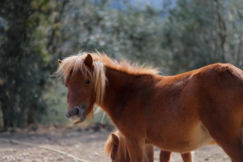 a brown horse standing on a dirt road at Agriturismo Villa Guarnaschelli in Scandicci