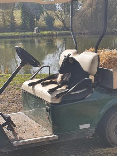 a dog laying on the back of a boat at Jolysable in Pons