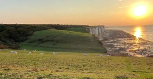a herd of sheep grazing in a field next to the ocean at LE CISE EAU À bois in Le Bois de Cise