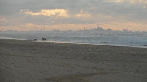 a dog walking on a beach with the ocean at Apt 6 pers. Duplex vue mer avec charme de l'ancien in Bray-Dunes