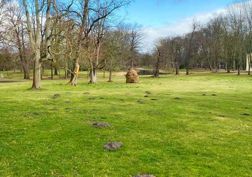 a field of green grass with trees in it at Spreewaldhof in Vetschau