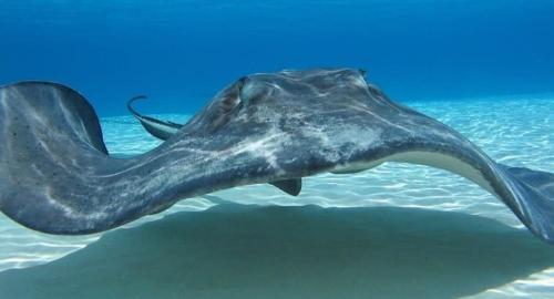 a rendering of a stingray swimming in the water at Beach Living at Island Pine Villas BLAW in George Town