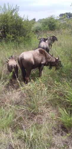 a group of animals grazing in the grass at Sasavona Game Lodge in Warmbaths