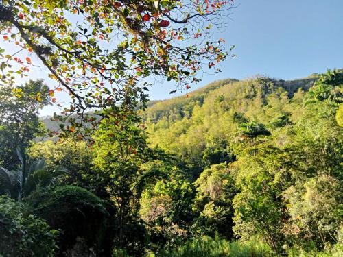 a view of a forest of trees with a mountain at Maison vue sur mer à Vieux-Habitants + Terrasse in Vieux-Habitants
