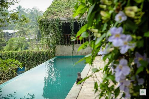 a monkey sitting next to a swimming pool at GODDESS Kandy in Kandy