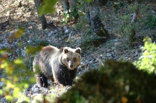 Άλλα ζώα σε αυτό το διαμέρισμα ή στη γύρω περιοχή