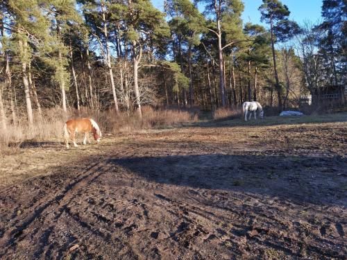 Stånga的住宿－Gotland, Hästgård i Stånga，两匹马在土路的田野里放牧