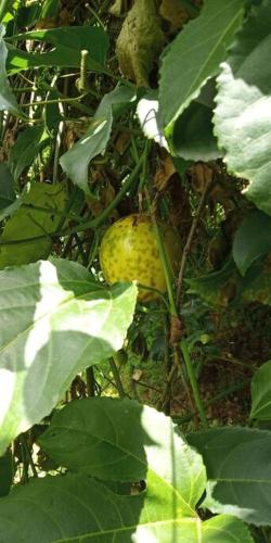 ein Baum mit einer gelben Frucht, die darauf wächst in der Unterkunft Studio en rez de jardin in La Trinité
