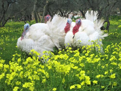 Άλλα ζώα σε αυτή η βίλα ή στη γύρω περιοχή