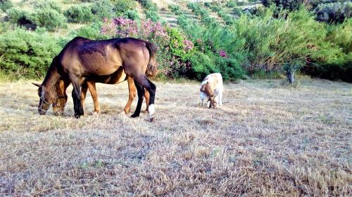 Άλλα ζώα σε αυτή η βίλα ή στη γύρω περιοχή