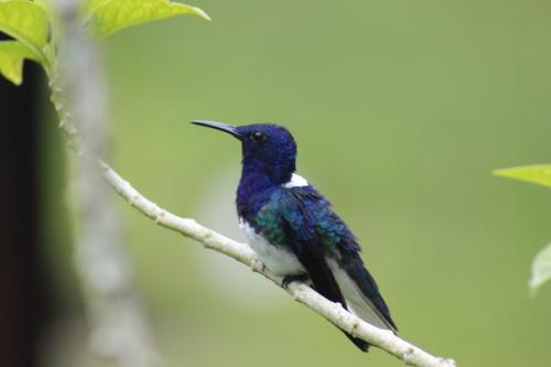 a blue bird sitting on a tree branch at Cabañas Colibrí Tayutic in Turrialba