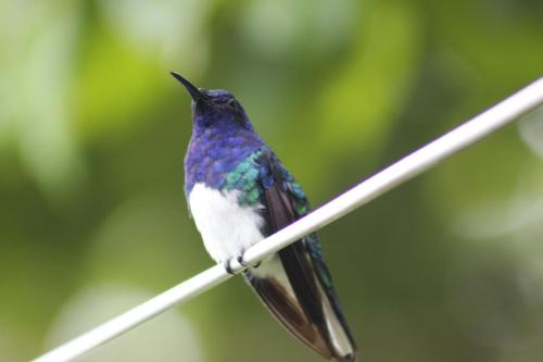 a small bird sitting on a wire at Cabañas Colibrí Tayutic in Turrialba
