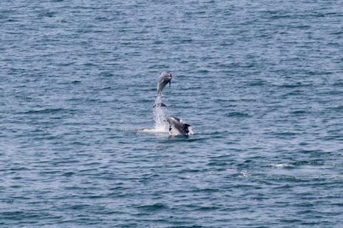 a bird standing in the middle of the water at Hostal Casa Aurita Adults Only in Sanxenxo