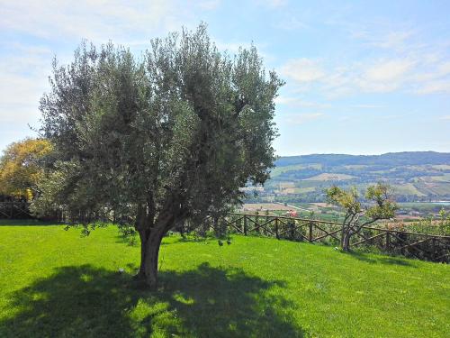 a tree in the middle of a green field at Agriturismo MonteMaggio in Lapedona