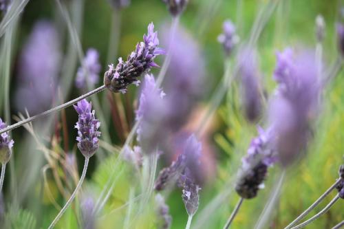 a bunch of purple flowers in a field at Hotel Boutique Casa Werner in Puerto Varas