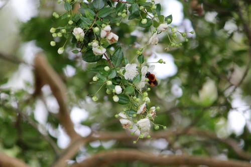 a ladybug on a white flower on a tree at Hotel Boutique Casa Werner in Puerto Varas