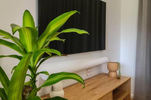 a plant sitting on a table in front of a mirror at Coastal 3-bedroom home close by the beach in Port Macquarie