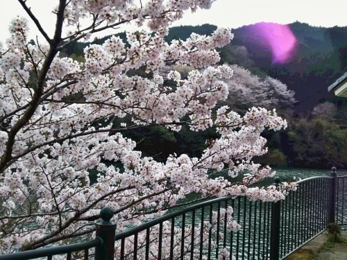 a tree with pink flowers on it next to a fence at momijigawa onsen in Naka