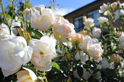 a bush of white flowers with a bee on it at Werndee in Hobart