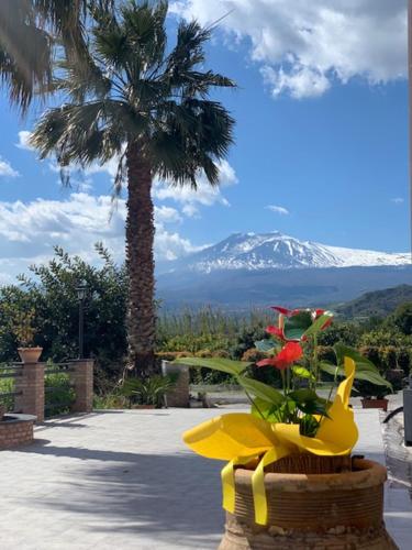 um vaso de flores com flores em frente a uma montanha em La Pomelia B&b Sofia em Trappitello