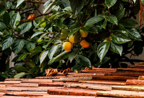 a bunch of oranges hanging from a tree at BB Residence Sololaki in Tbilisi City