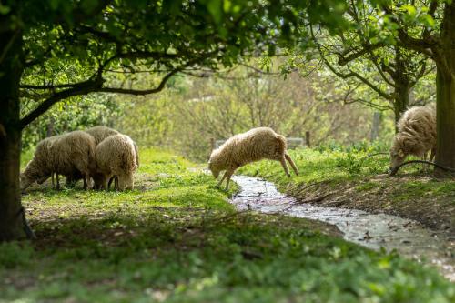 a group of sheep grazing in a grass field at Casa da Eira "Lavoura da Bouça - Fruta Bio" in Celorico de Basto