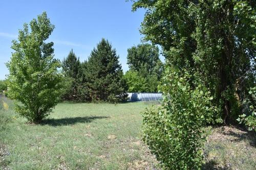 two trees in a field with grass and trees at Boróka Tanya in Orgovány