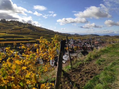 a vineyard with a fence and a village on a hill at Weingut & Straußwirtschaft Vogel in Vogtsburg