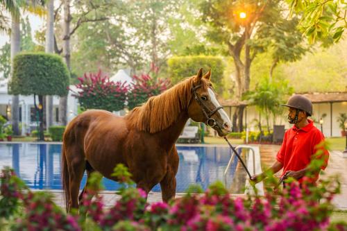 a man walking a horse by a swimming pool at Jehan Numa Palace Hotel in Bhopal