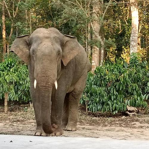 an elephant walking down a road in front of trees at Katihalli Estate Stays in Hassan