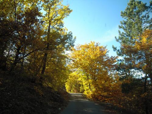 a road with trees on the side of it at Le Jas des Sagnières - Un Gite de Charme en Haute Provence in Sigoyer