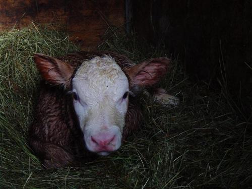 アパートメントの敷地内または近くにいる動物