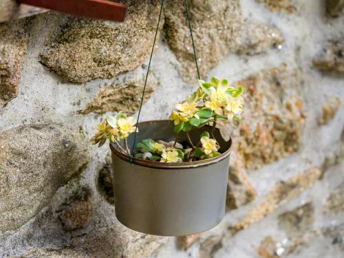 a potted plant hanging from a stone wall at Cantinho do Lúcio in Melgaço