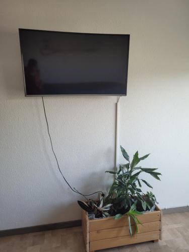 einen Flachbild-TV an einer Wand mit Pflanzen in der Unterkunft Mickten Hertz in Dresden