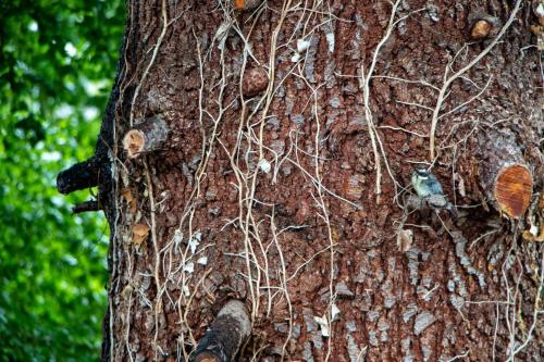 a close up of a tree with vines on it at Villa Art Natura in Juzet-de-Luchon