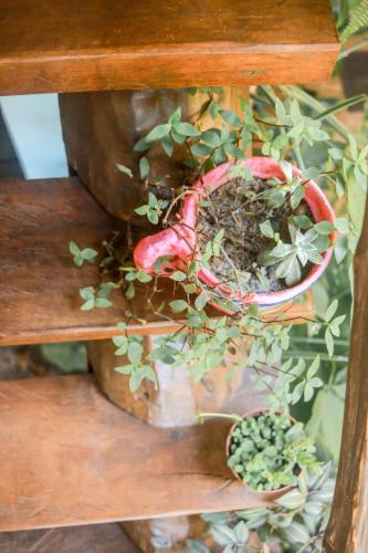 a plant in a pot on a wooden shelf at Pousada Guaiamum in Itacaré