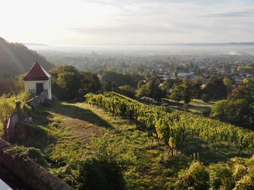 a row of vines on a hill with a building at Wohlfühl-Apartment am Lösnitzgrund in Radebeul