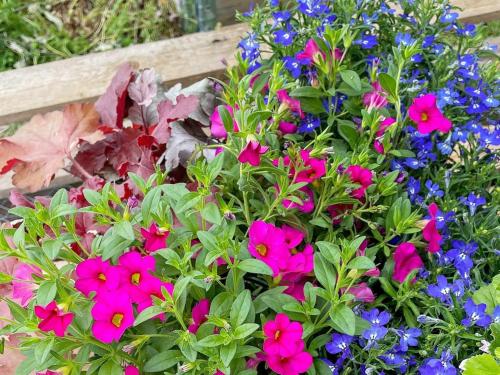 a bunch of colorful flowers in a garden at 5 person holiday home in Romakloster-By Traum in Romakloster