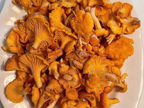 a pile of mushrooms on a white plate at 5 person holiday home in Romakloster-By Traum in Romakloster